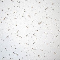 Плита ЛОТОС 7мм (24шт/уп) Плита ЛОТОС 7мм (24шт/уп)