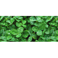 Панель Клевер после дождя Ф176 Спк 3*06 1,3мм Панель Клевер после дождя Ф176 Спк 3*06 1,3мм